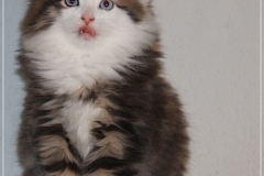 Filou-Paul-Liebeshof-blue-golden-classic-tabby-white-9-Wochen-alt.-Siberian-Altai-DBE-dominant-blue-eyes-I