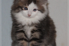 Filou-Paul-Liebeshof-blue-golden-classic-tabby-white-9-Wochen-alt.-Siberian-Altai-DBE-dominant-blue-eyes-II