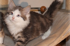 Filou-Paul-Liebeshof-blue-golden-classic-tabby-white-9-Wochen-alt.-Siberian-Altai-DBE-dominant-blue-eyes-III