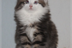 Filou-Paul-Liebeshof-blue-golden-classic-tabby-white-9-Wochen-alt.-Siberian-Altai-DBE-dominant-blue-eyes