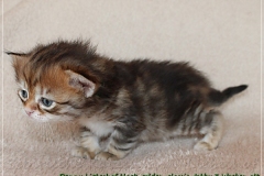 Danny-Liebeshof-black-golden-classic-tabby-3-Wochen-alt.-Sibirische-Katzen-Liebeshof-I