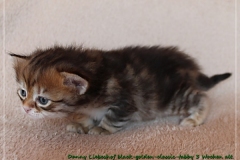 Danny-Liebeshof-black-golden-classic-tabby-3-Wochen-alt.-Sibirische-Katzen-Liebeshof-II
