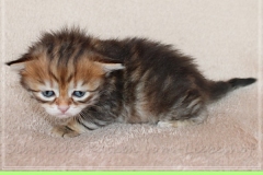 Danny-Liebeshof-black-golden-classic-tabby-3-Wochen-alt.-Sibirische-Katzen-Liebeshof