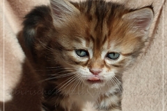 Danny-Liebeshof-black-golden-classic-tabby-5-Wochen-alt.-Sibirische-Katzen-Liebeshof-www.sibirische-katzen-hamburg.de-I