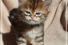 Danny-Liebeshof-black-golden-classic-tabby-5-Wochen-alt.-Sibirische-Katzen-Liebeshof-www.sibirische-katzen-hamburg.de-II