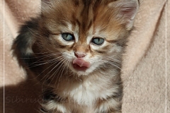 Danny-Liebeshof-black-golden-classic-tabby-5-Wochen-alt.-Sibirische-Katzen-Liebeshof-www.sibirische-katzen-hamburg.de-III