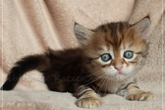 Danny-Liebeshof-black-golden-classic-tabby-5-Wochen-alt.-Sibirische-Katzen-Liebeshof-www.sibirische-katzen-hamburg.de-V