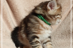 Danny-Liebeshof-black-golden-classic-tabby-5-Wochen-alt.-Sibirische-Katzen-Liebeshof-www.sibirische-katzen-hamburg.de-VI