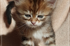 Danny-Liebeshof-black-golden-classic-tabby-5-Wochen-alt.-Sibirische-Katzen-Liebeshof-www.sibirische-katzen-hamburg.de_