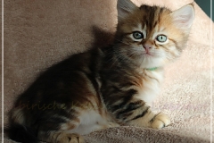 Danny-Liebeshof-black-golden-classic-tabby-6-Wochen-alt.-Sibirische-Katzen-Liebeshof-I
