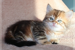 Danny-Liebeshof-black-golden-classic-tabby-6-Wochen-alt.-Sibirische-Katzen-Liebeshof-II