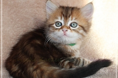 Danny-Liebeshof-black-golden-classic-tabby-6-Wochen-alt.-Sibirische-Katzen-Liebeshof