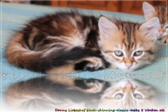 Danny-Liebeshof-black-shinning-classic-tabby-8-Wochen-alt.-Sibirische-Katzen-Liebeshof-I