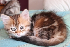 Danny-Liebeshof-black-shinning-classic-tabby-8-Wochen-alt.-Sibirische-Katzen-Liebeshof