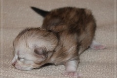 Dr.-Bombay-Liebeshof-black-shaded-classic-tabby-10-Tage-alt.-www.sibirische-katzen-hamburg.de-I