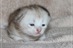 Dr.-Bombay-Liebeshof-black-shining-classic-tabby-17-Tage-alt.-www.sibirische-katzen-hamburg.de-IV