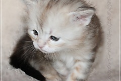 Dr.-Bombay-Liebeshof-black-shining-classic-tabby-4-Wochen-alt.-www.sibirische-katzen-hamburg.de_
