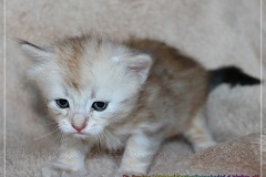 Dr.-Bombay-Liebeshof-black-silver-classic-tabby-4-Wochen-alt.-www.sibirische-katzen-hamburg.de-II