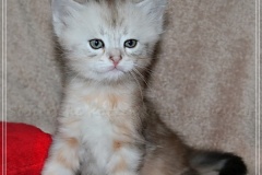Dr.-Bombay-Sibirische-Katzen-vom-Liebeshof-black-silver-classic-tabby-5-Wochen-alt.-www.sibirische-katzen-hamburg.de-IV