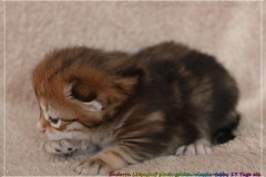 Endorra-Liebeshof-Sibirische-Katzen-in-Siberian-in-black-golden-classic-tabby-17Tage-alt.-www.sibirische-katzen-hamburg.de-IV