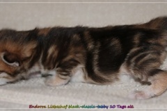 Endorra-Liebeshof-black-golden-classic-tabby-10-Tage-alt.-www.sibirische-katzen-hamburg.de-I