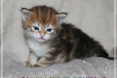 Endorra-Liebeshof-black-golden-classic-tabby-4-Wochen-alt.-www.sibirische-katzen-hamburg.de-II