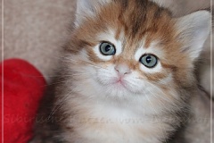 Endorra-Liebeshof-black-golden-classic-tabby-5-Wochen-alt.-Sibirische-Katzen-Liebeshof-I