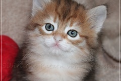 Endorra-Liebeshof-black-golden-classic-tabby-5-Wochen-alt.-Sibirische-Katzen-Liebeshof-II