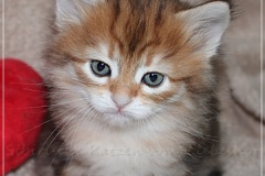 Endorra-Liebeshof-black-golden-classic-tabby-5-Wochen-alt.-Sibirische-Katzen-Liebeshof-IV