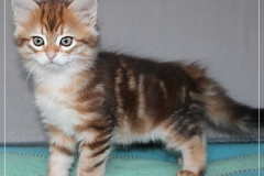 Endorra-Liebeshof-black-golden-classic-tabby-8-Wochen-alt.-www.sibirische-katzen-hamburg.de-III
