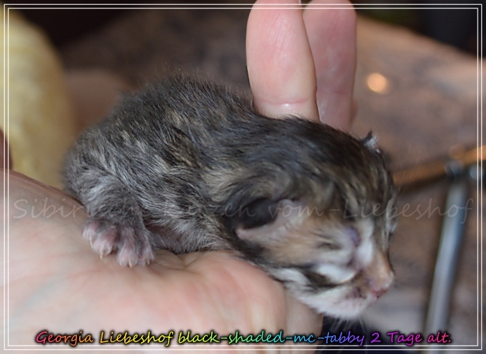 Georgia-Liebeshof-black-shaded-mc-tabby-2-Tage-alt.-www.sibirische-katzen-hamburg.de_