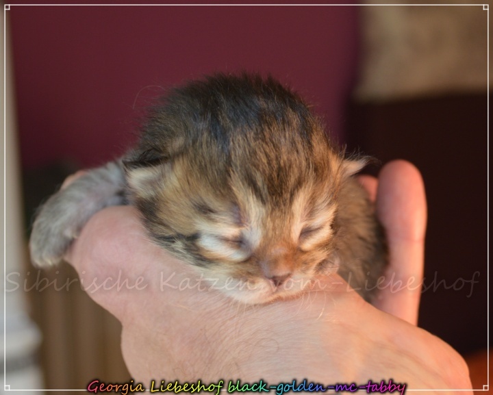 Georgia-Liebeshof-black-shaded-mc-tabby-8-Tage-alt.-www.sibirische-katzen-hamburg.de_