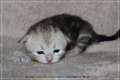 Samantha-Liebeshof-Siberian-Cat-Kitten-in-black-silver-golden-classic-tabby-17-Tage-alt.-www.sibirische-katzen-hamburg.de-I