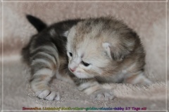 Samantha-Liebeshof-Siberian-Cat-Kitten-in-black-silver-golden-classic-tabby-17-Tage-alt.-www.sibirische-katzen-hamburg.de-II