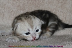 Samantha-Liebeshof-Siberian-Cat-Kitten-in-black-silver-golden-classic-tabby-17-Tage-alt.-www.sibirische-katzen-hamburg.de_