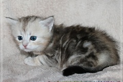 Samantha-Liebeshof-black-shaded-classic-tabby-4-Wochen-alt.-www.sibirische-katzen-hamburg.de-I