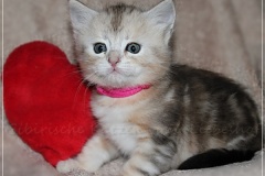 Samantha-Liebeshof-black-shaded-classic-tabby-5-Wochen-alt.-www.sibirische-katzen-hamburg.de-I