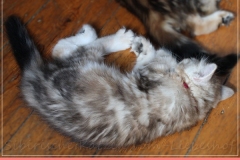 Shirley-Liebeshof-black-shinning-classic-tabby-8-Wochen-alt.-www.sibirische-katzen-hamburg.de-III