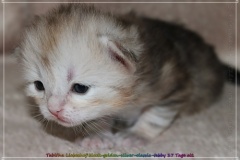 Tabitha-Liebeshof-Siberian-Kitten-in-Shining-black-silver-golden-classic-tabby-17-Tage-alt.-www.sibirische-katzen-hamburg.de_