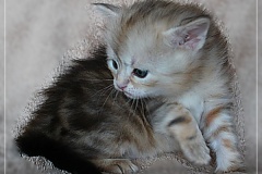Tabitha-Liebeshof-Sibirische-Katzen-Kätzchen-Kitten-in-black-silver-golden-classic-tabby-4-Wochen-alt-www.sibirische-katzen-hamburg.de-II