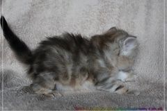 Tabitha-Liebeshof-Sibirische-Katzen-Kätzchen-Kitten-in-black-silver-golden-classic-tabby-4-Wochen-alt-www.sibirische-katzen-hamburg.de-IV