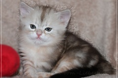 Tabitha-Liebeshof-Sibirische-Katzen-vom-Liebeshof-Kätzchen-Kitten-in-black-silver-golden-classic-tabby-5-Wochen-alt-www.sibirische-katzen-hamburg.de-I