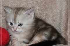 Tabitha-Liebeshof-Sibirische-Katzen-vom-Liebeshof-Kätzchen-Kitten-in-black-silver-golden-classic-tabby-5-Wochen-alt-www.sibirische-katzen-hamburg.de-III