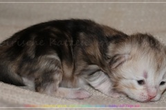 Tabitha-Liebeshof-black-silver-golden-classic-tabby-10-Tage-alt.-www.sibirische-katzen-hamburg.de_