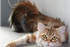 Mississippi-Liebeshof-Sibirische-Katze-in-black-golden-classic-tabby-1-Jahr-alt-rollig-www.sibirische-katzen-hamburg.de-22.07.20220