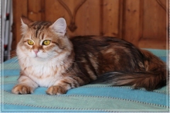 Mississippi-Liebeshof-black-golden-classic-tabby-14-Jahre-alt.-www.sibirische-katzen-hamburg.de-I