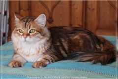 Mississippi-Liebeshof-black-golden-classic-tabby-14-Jahre-alt.-www.sibirische-katzen-hamburg.de-II