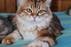 Mississippi-Liebeshof-black-golden-classic-tabby-14-Jahre-alt.-www.sibirische-katzen-hamburg.de_