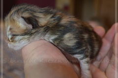 Mississippi-Liebeshof-black-golden-classic-tabby-2-Tage-alt.-www.sibirische-katzen-hamburg.de-I