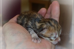 Mississippi-Liebeshof-black-golden-classic-tabby-2-Tage-alt.-www.sibirische-katzen-hamburg.de-II